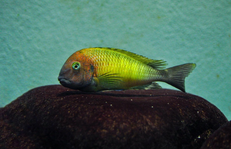 Tropheus moorii 'Nkonde'